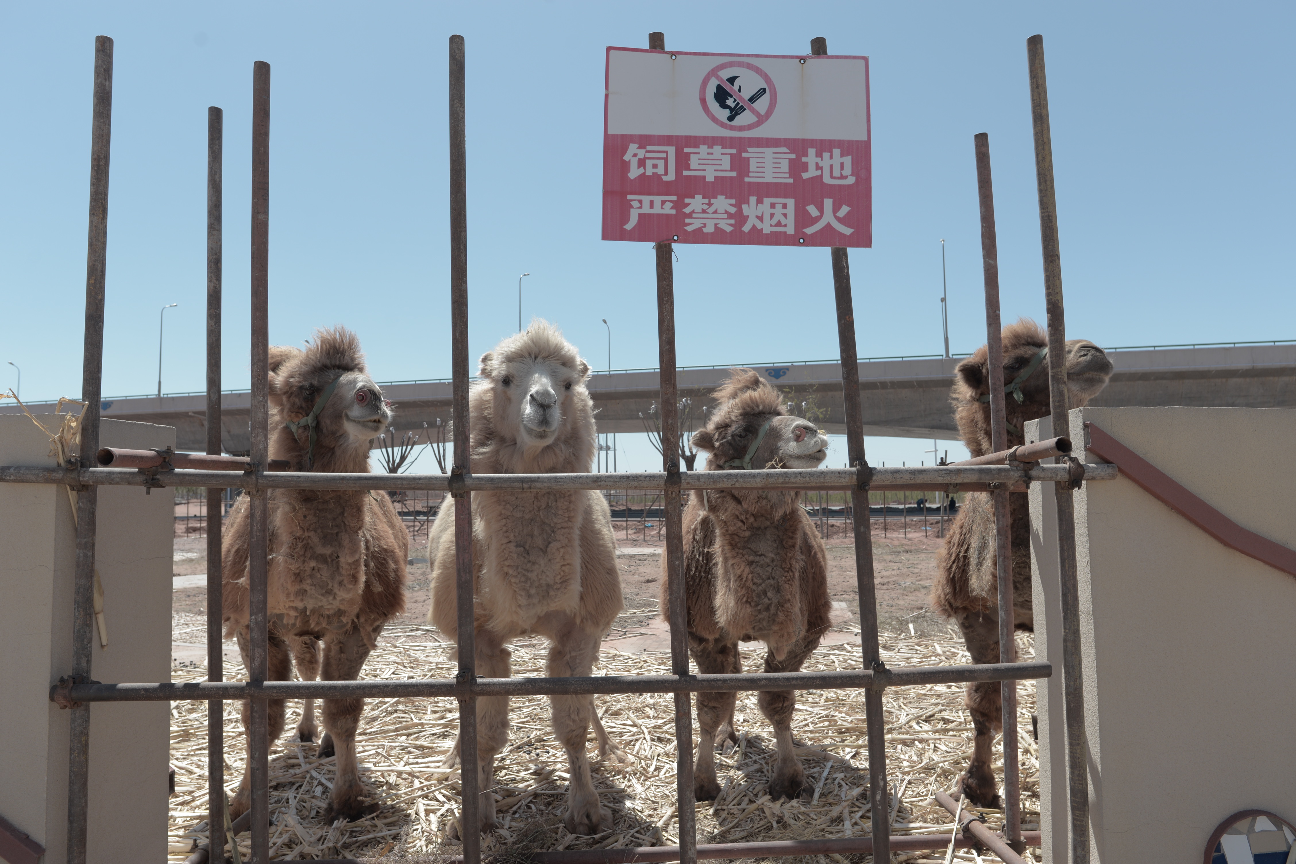 Looking for Camels While Filming In Ordos Ghost City