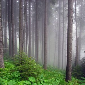 Ukraine Forest